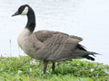 Canada Goose